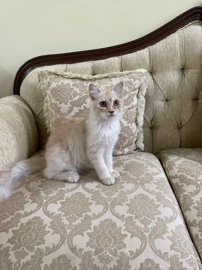 Persian Kitten (approx 3 months)