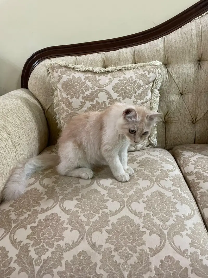Persian Kitten (approx 3 months) — photo 2