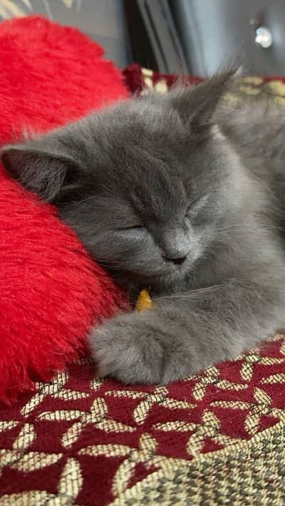 persian female cat