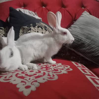 Beautiful rabbit 