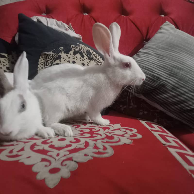 Beautiful rabbit  0