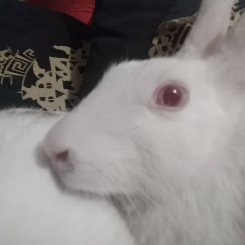 Beautiful rabbit  1