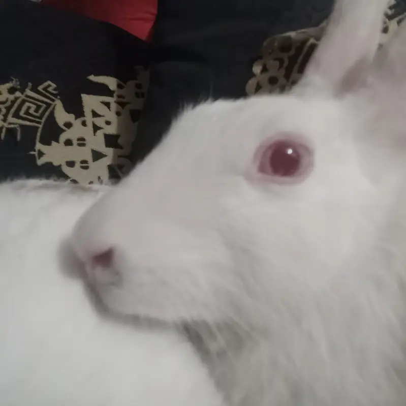 Beautiful rabbit  — photo 2