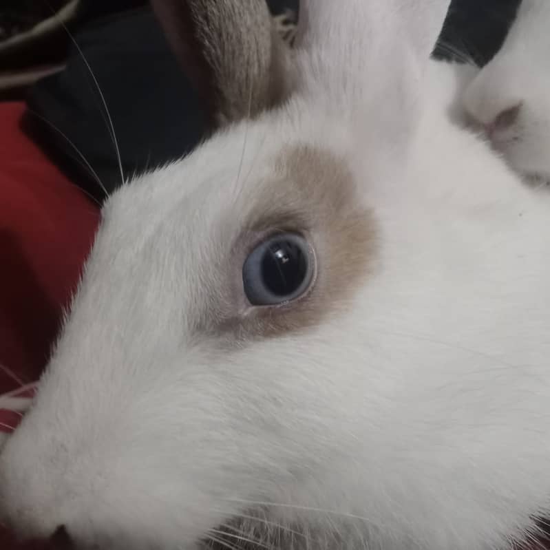 Beautiful rabbit  2