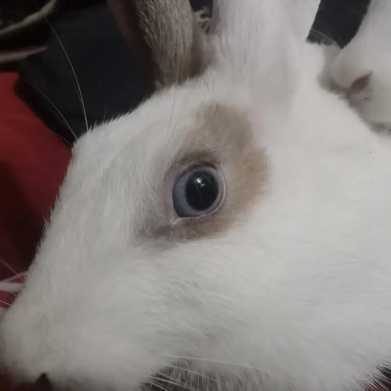 Beautiful rabbit  — photo 3