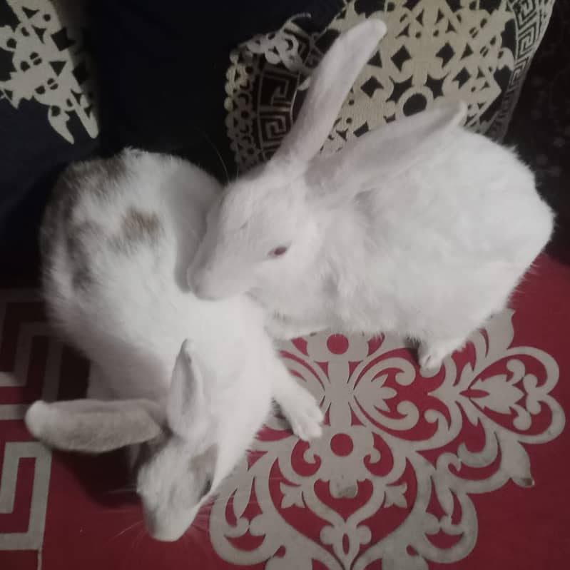 Beautiful rabbit  3