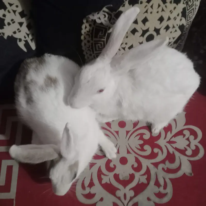 Beautiful rabbit  — photo 4