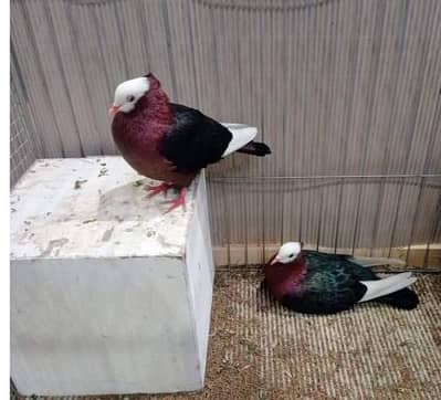 Imported Quality Fancy pigeon for sale