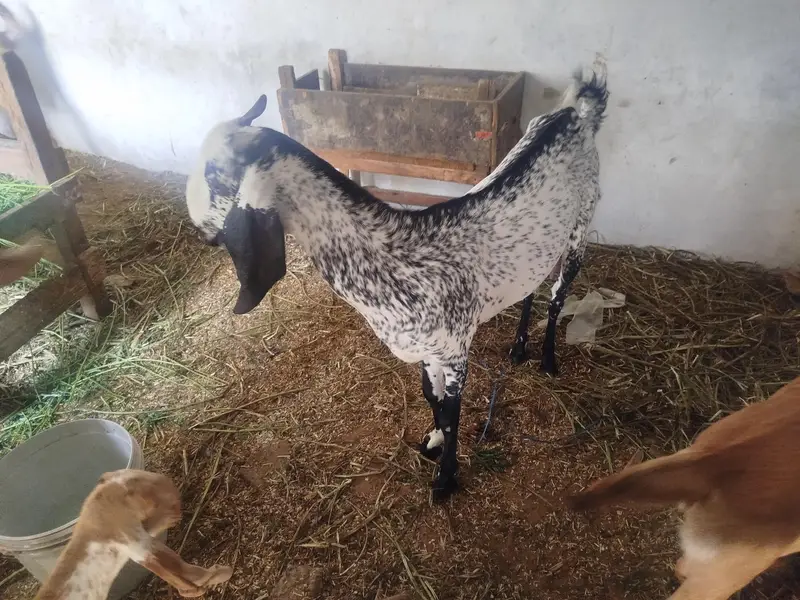Doodh Wali Black Makhi Cheena — photo 2