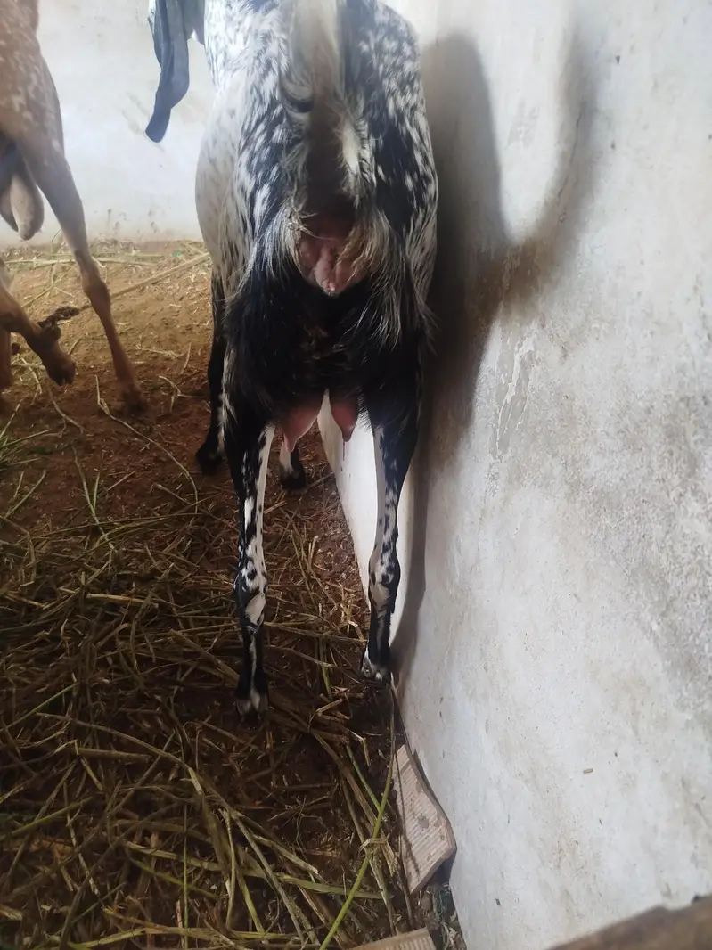 Doodh Wali Black Makhi Cheena — photo 3