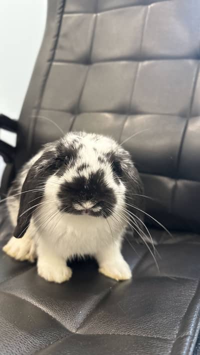 Holland Lop Male Rabbit