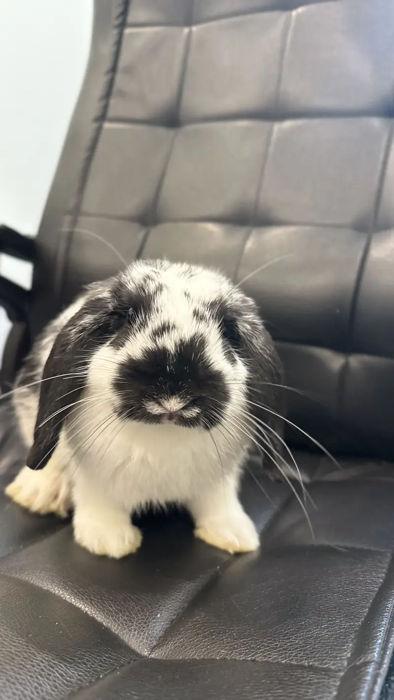 Holland Lop Male Rabbit