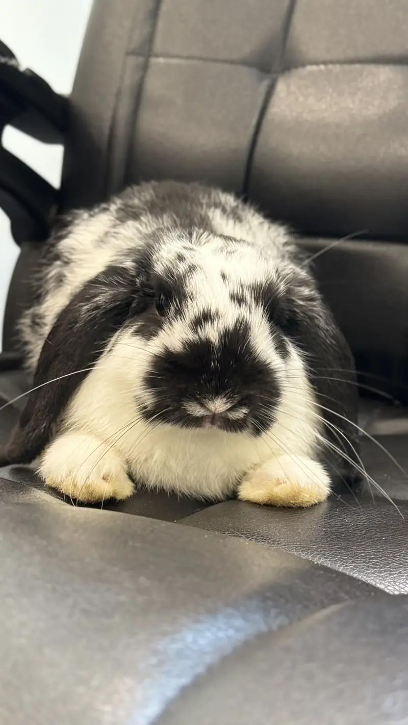 Holland Lop Male Rabbit — photo 2