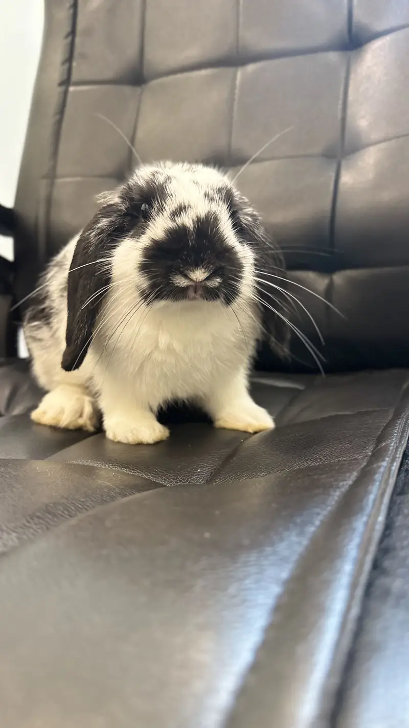 Holland Lop Male Rabbit — photo 3
