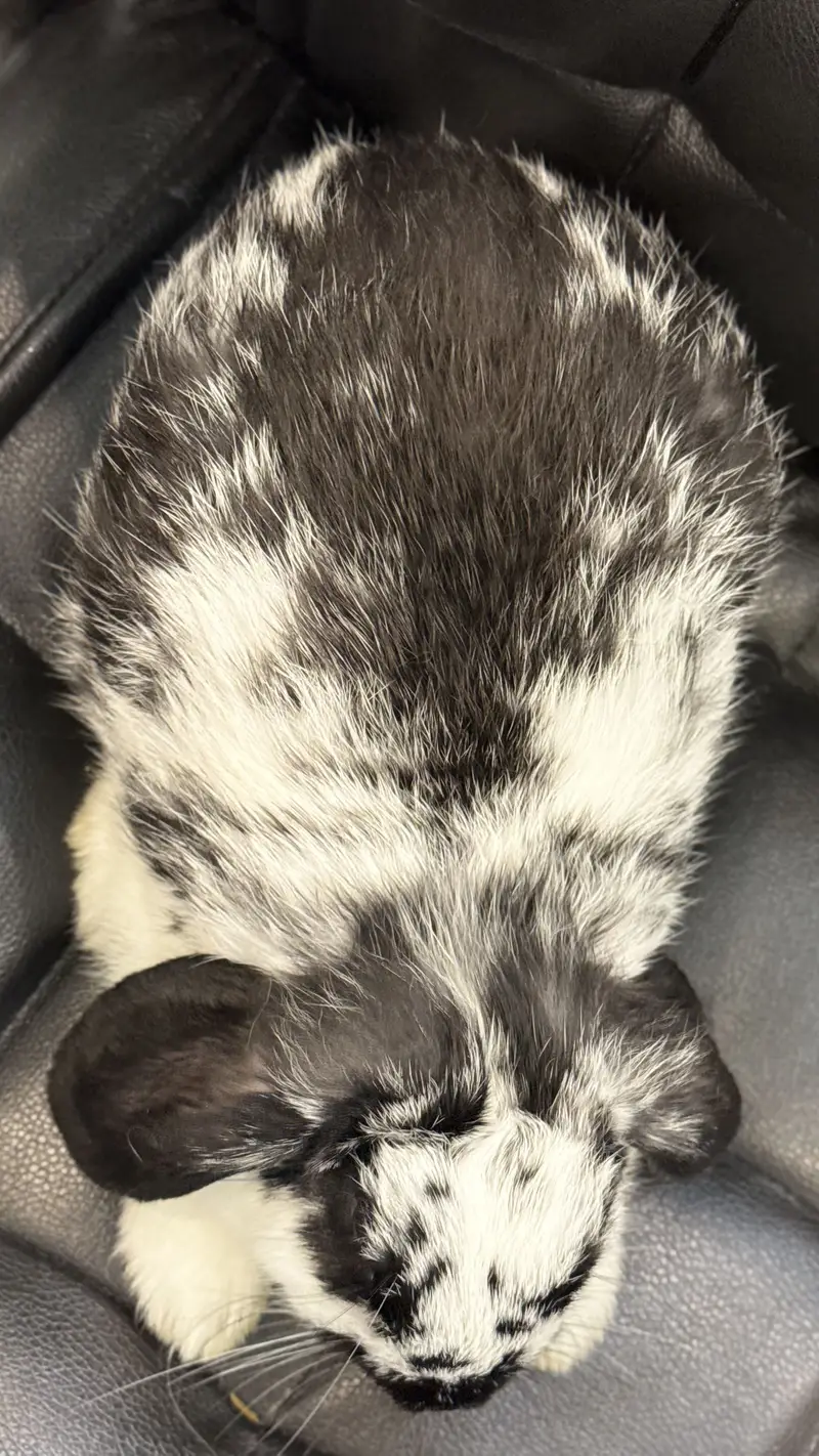 Holland Lop Male Rabbit — photo 6