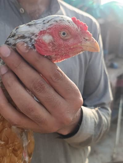 adeel pair for sale