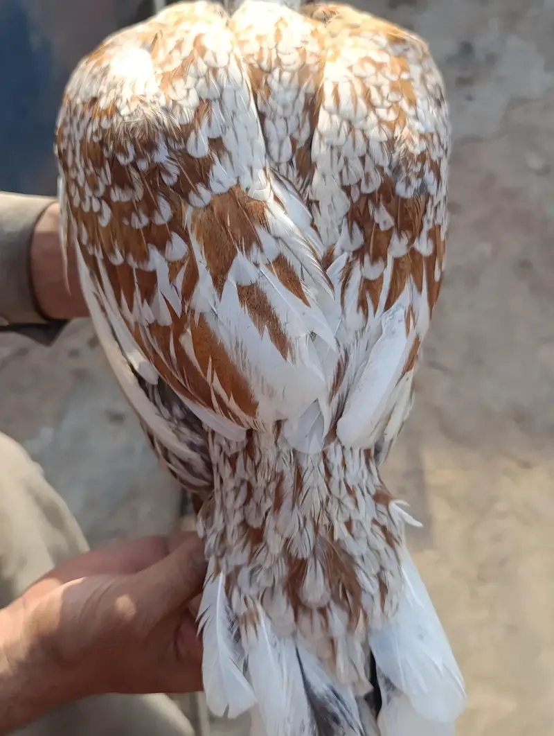 adeel pair for sale — photo 4
