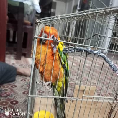 Sun Conure