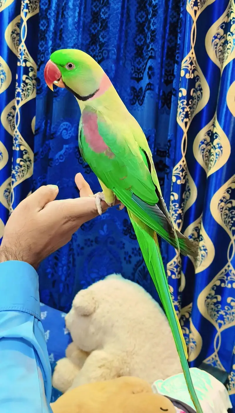 Kashmiri Raw Fully HandTamed Never Bite Taking Male — photo 2