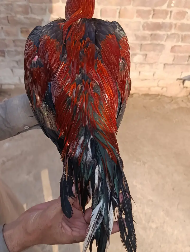 adeel pair for sale — photo 7