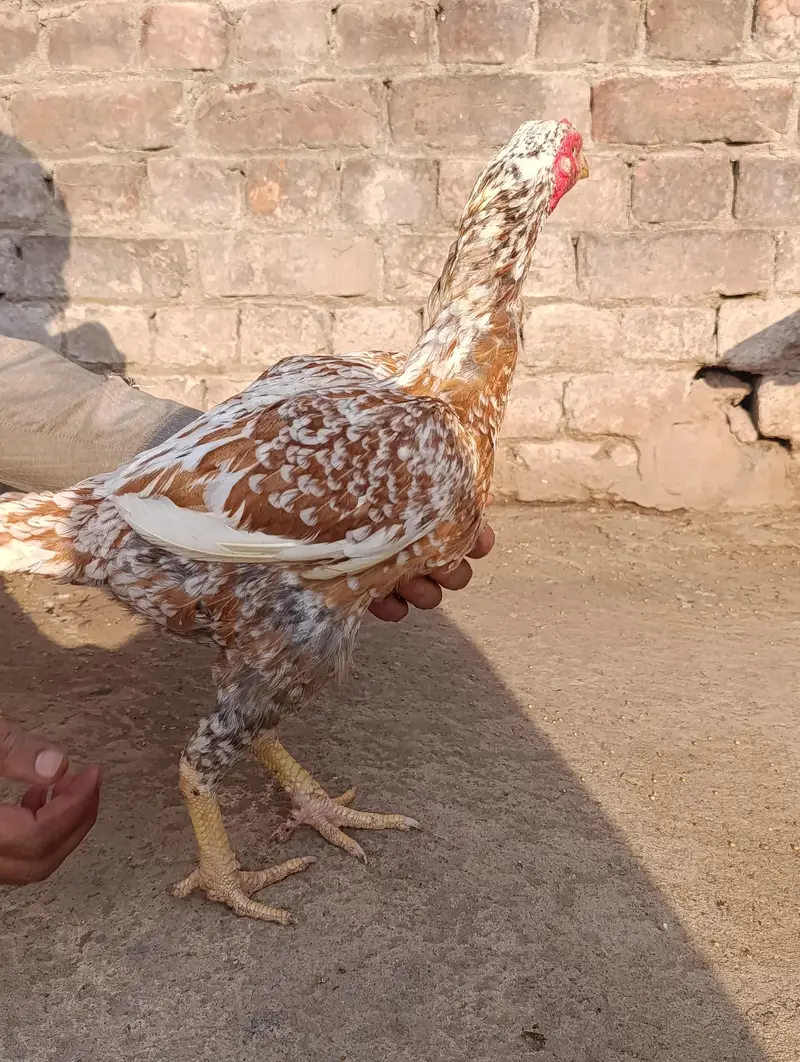 adeel pair for sale — photo 8