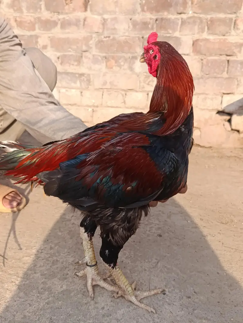 adeel pair for sale — photo 9