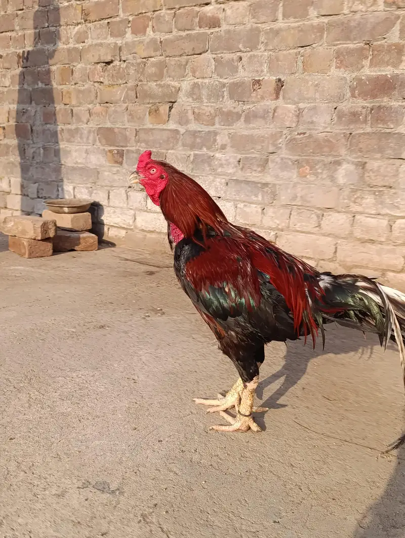 adeel pair for sale — photo 10