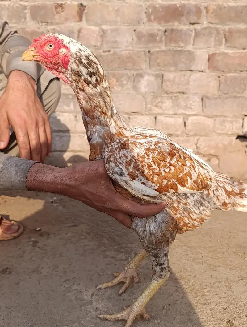 adeel pair for sale — photo 11