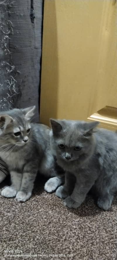 Kittens Female Cats