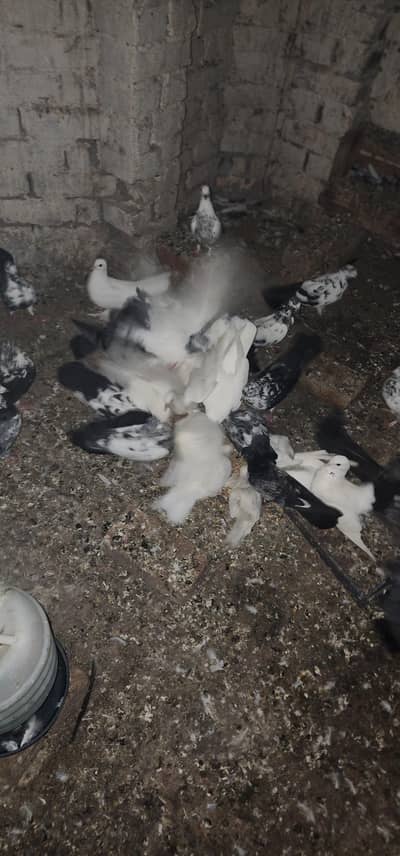 pigeons for sale all