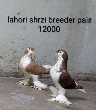 lahori shrazi frilback breeder breader pair