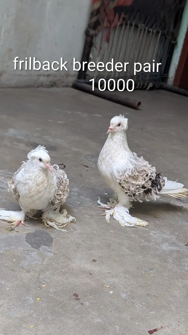 contact number 03714486983 lahori shrazi frilback breeder breader pair — photo 2