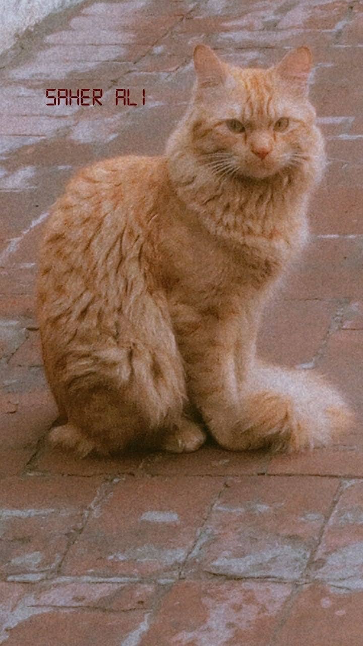 Persian cat. 0