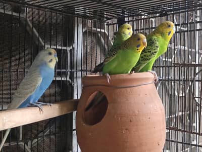 3 femals 1 male ready to breed