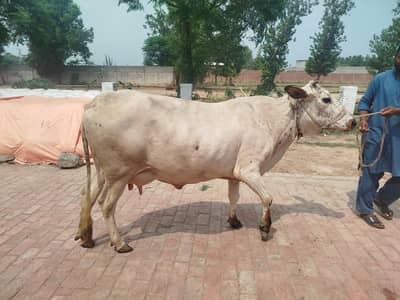 Doodh wali Cow