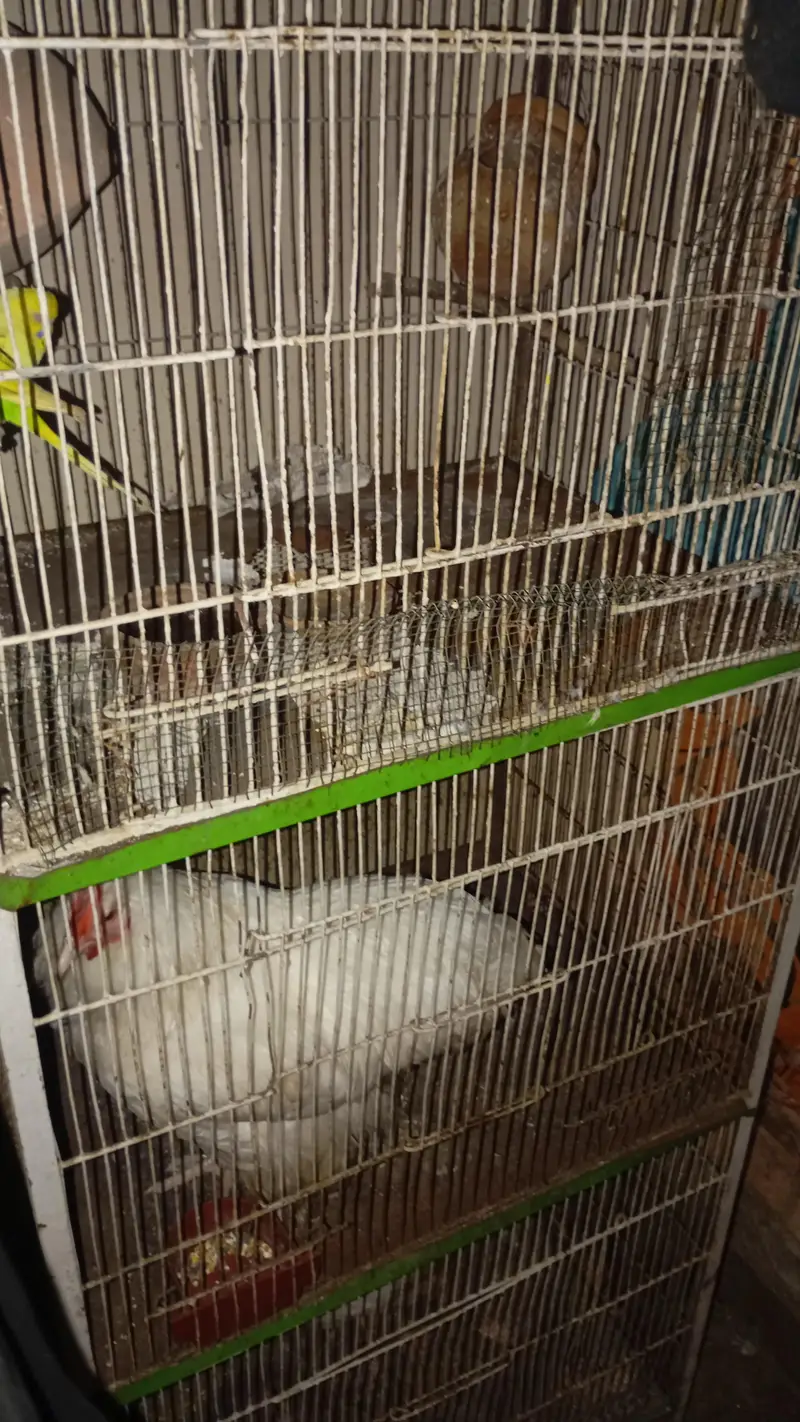 3 Portion Cage and Small Cage