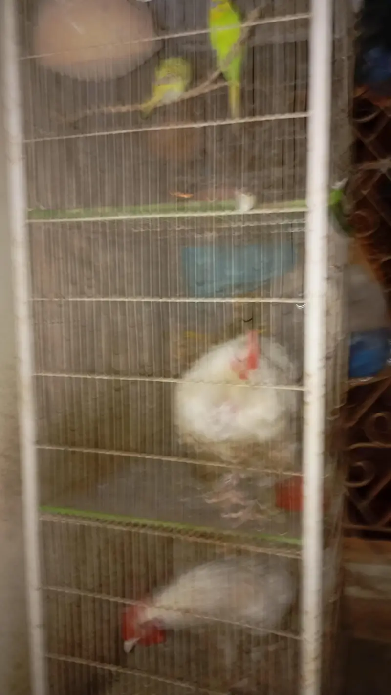 3 Portion Cage and Small Cage — photo 2