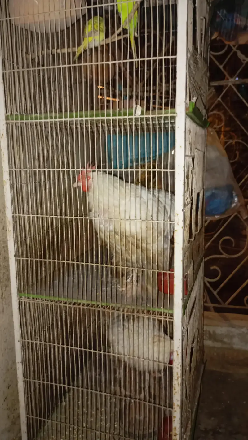 3 Portion Cage and Small Cage — photo 3