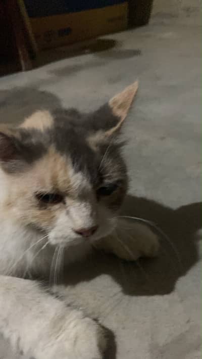 Persian cat for sale