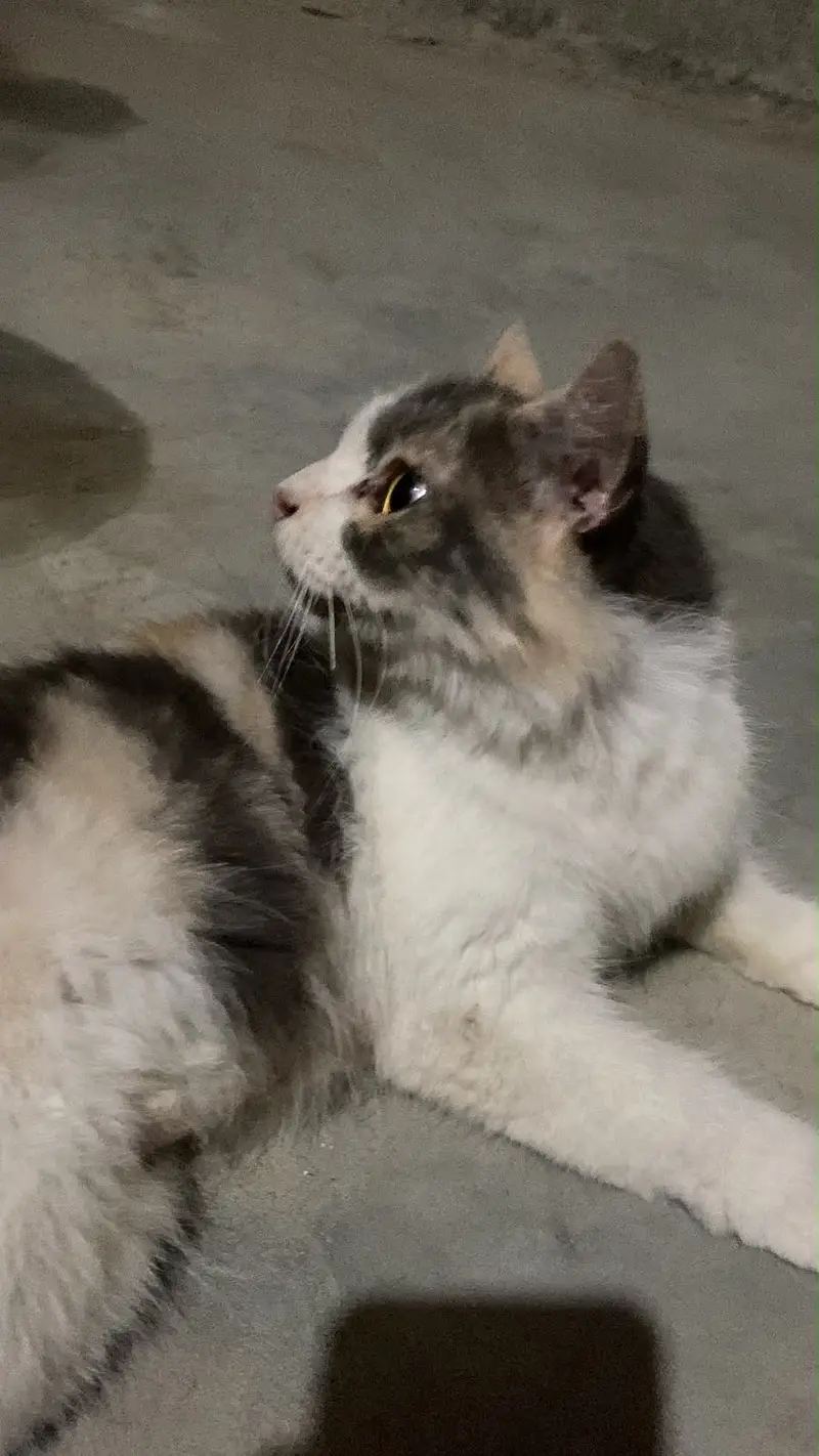 Persian cat for sale — photo 2