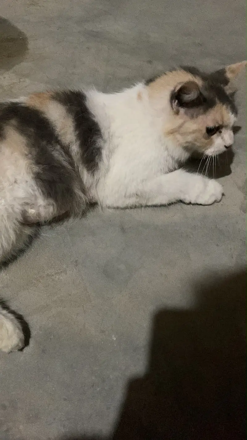 Persian cat for sale — photo 3