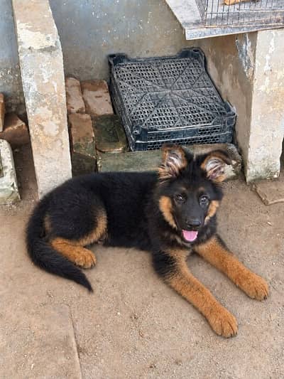 German Shepherd Triple Coat