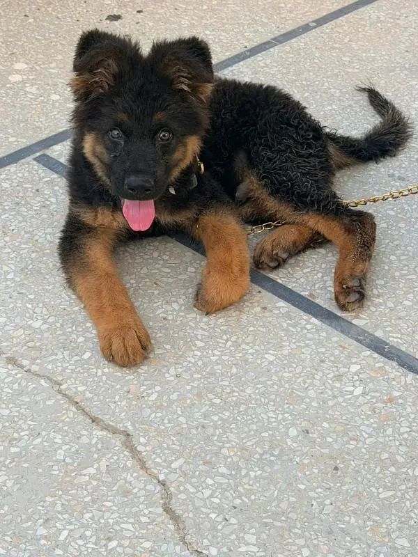 German Shepherd Triple Coat — photo 2