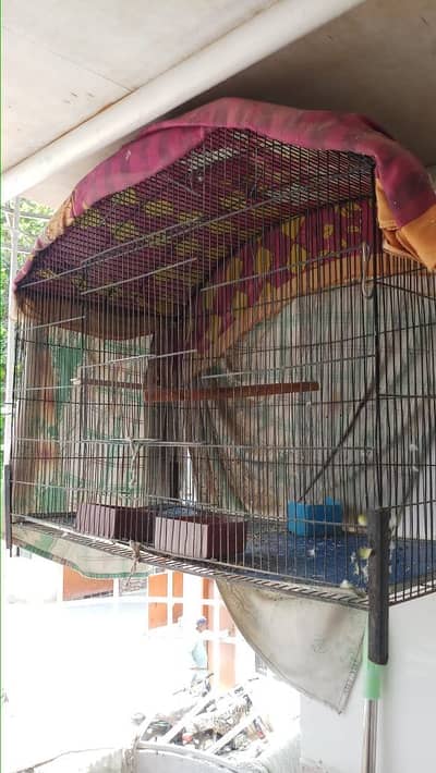 Bird Cage