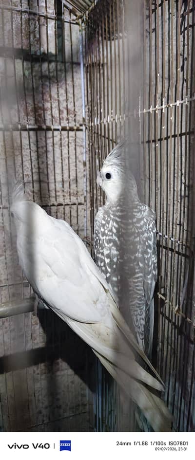 Cocktail breeder prayer available
