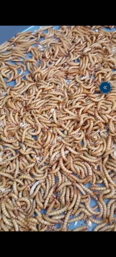 Mealworms Farming