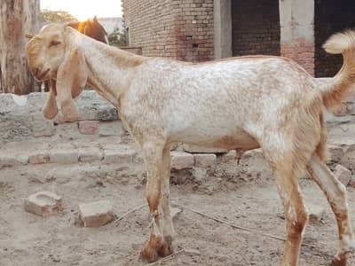 Beautiful makhi chena bredar quality Bacha