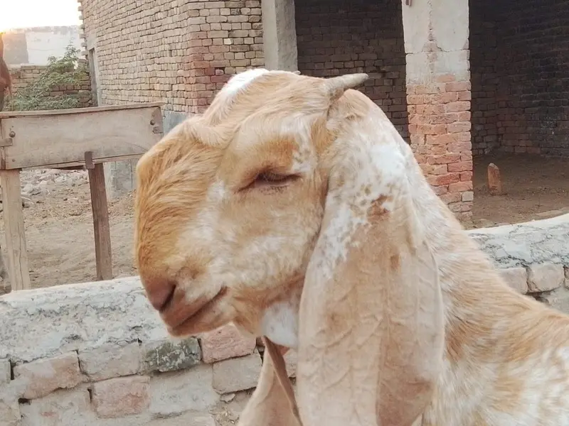 Beautiful makhi chena bredar quality Bacha — photo 2
