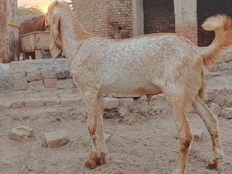 Beautiful makhi chena bredar quality Bacha — photo 3