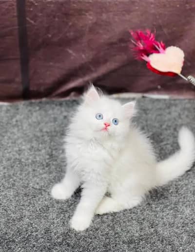 Persian Female kitten vaccinated for sale 03243854//778